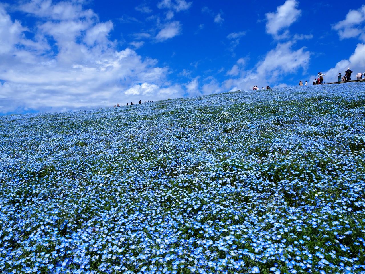 Nemophila